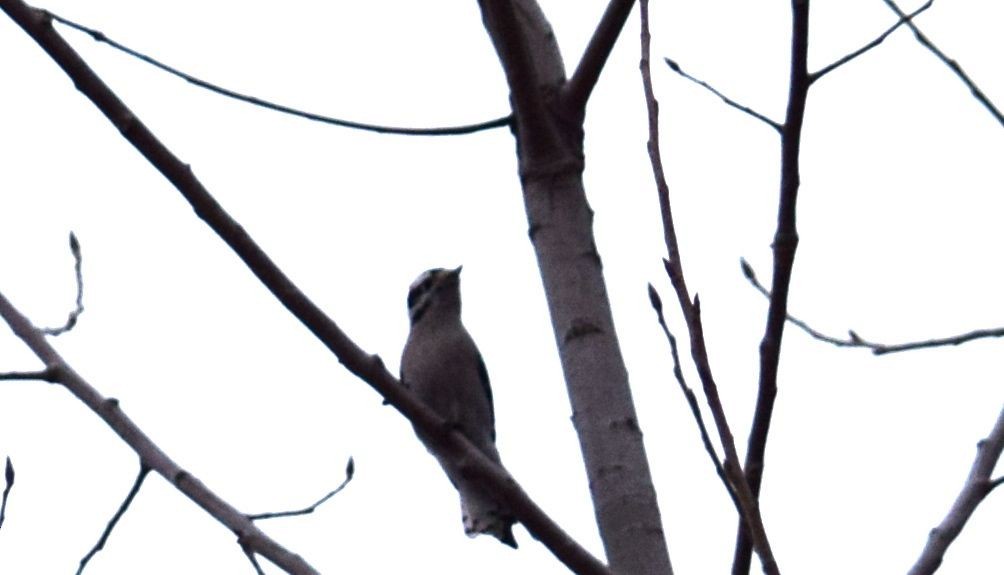 Downy Woodpecker - ML24011691