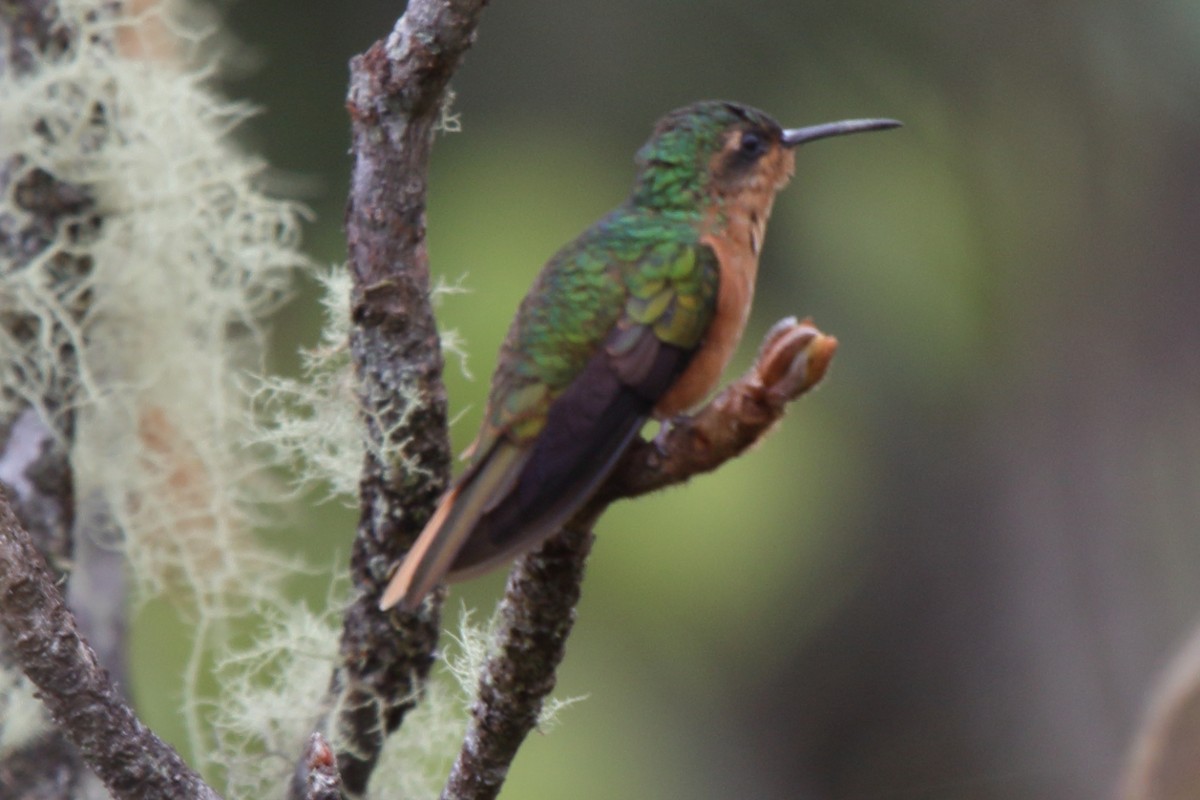 Rufous-breasted Sabrewing - ML240119991