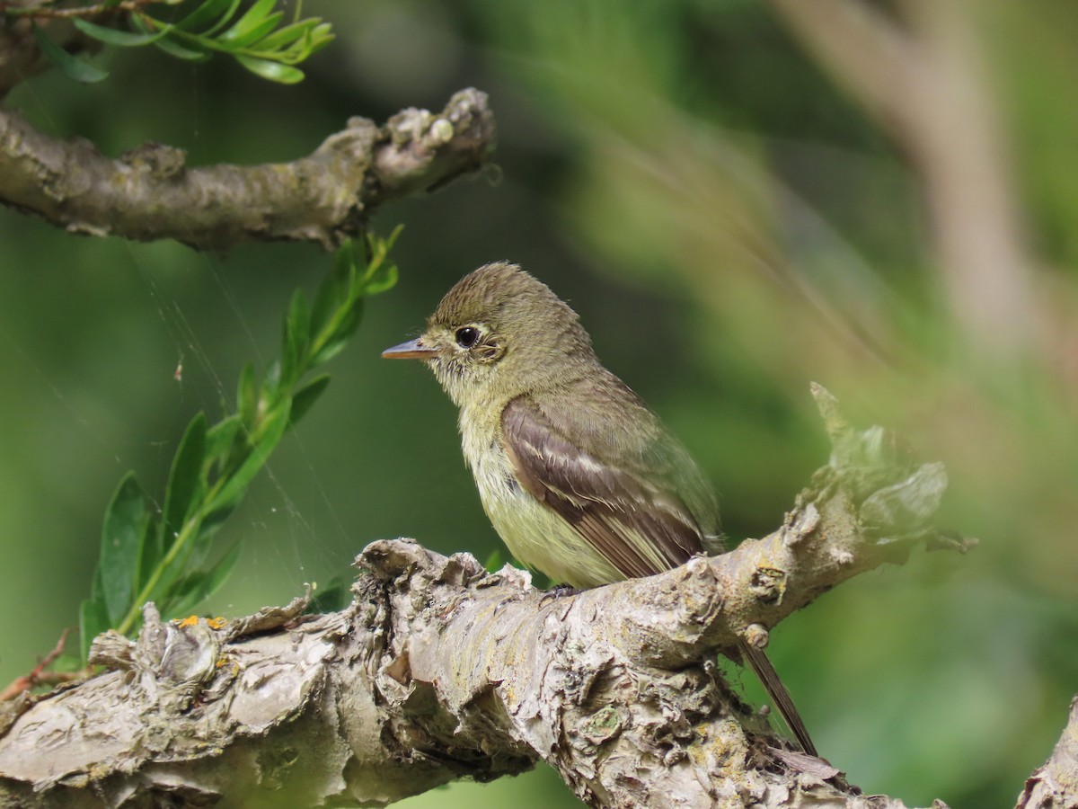Western Flycatcher (Pacific-slope) - Tom Edell