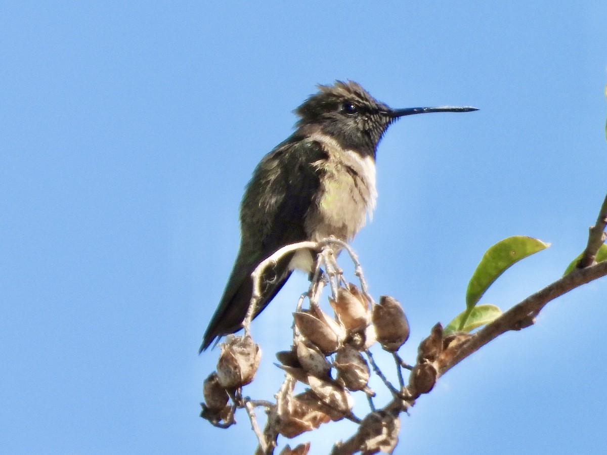 Black-chinned Hummingbird - George Folsom