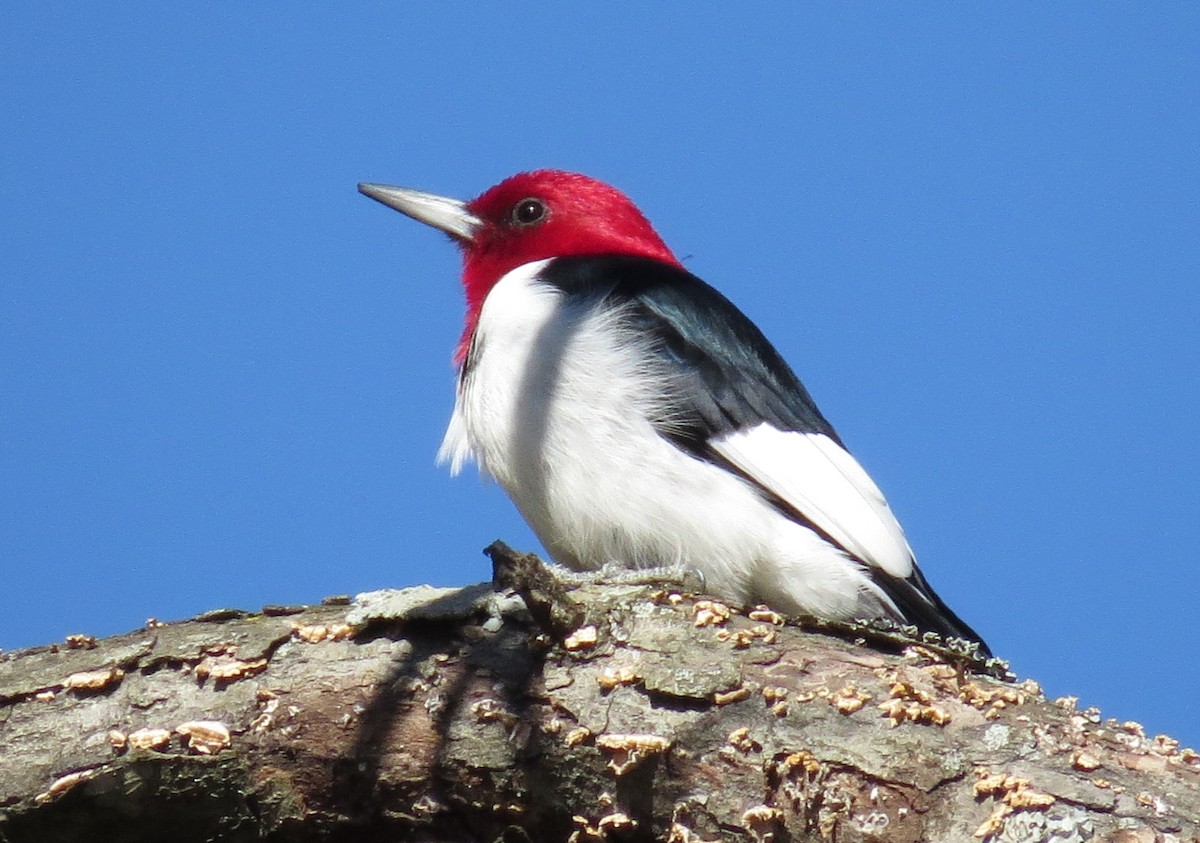 Red-headed Woodpecker - Edward Tiede