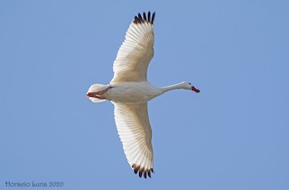 Coscoroba Swan, ML240130791