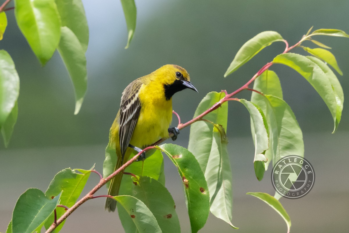 Orchard Oriole - ML240131701