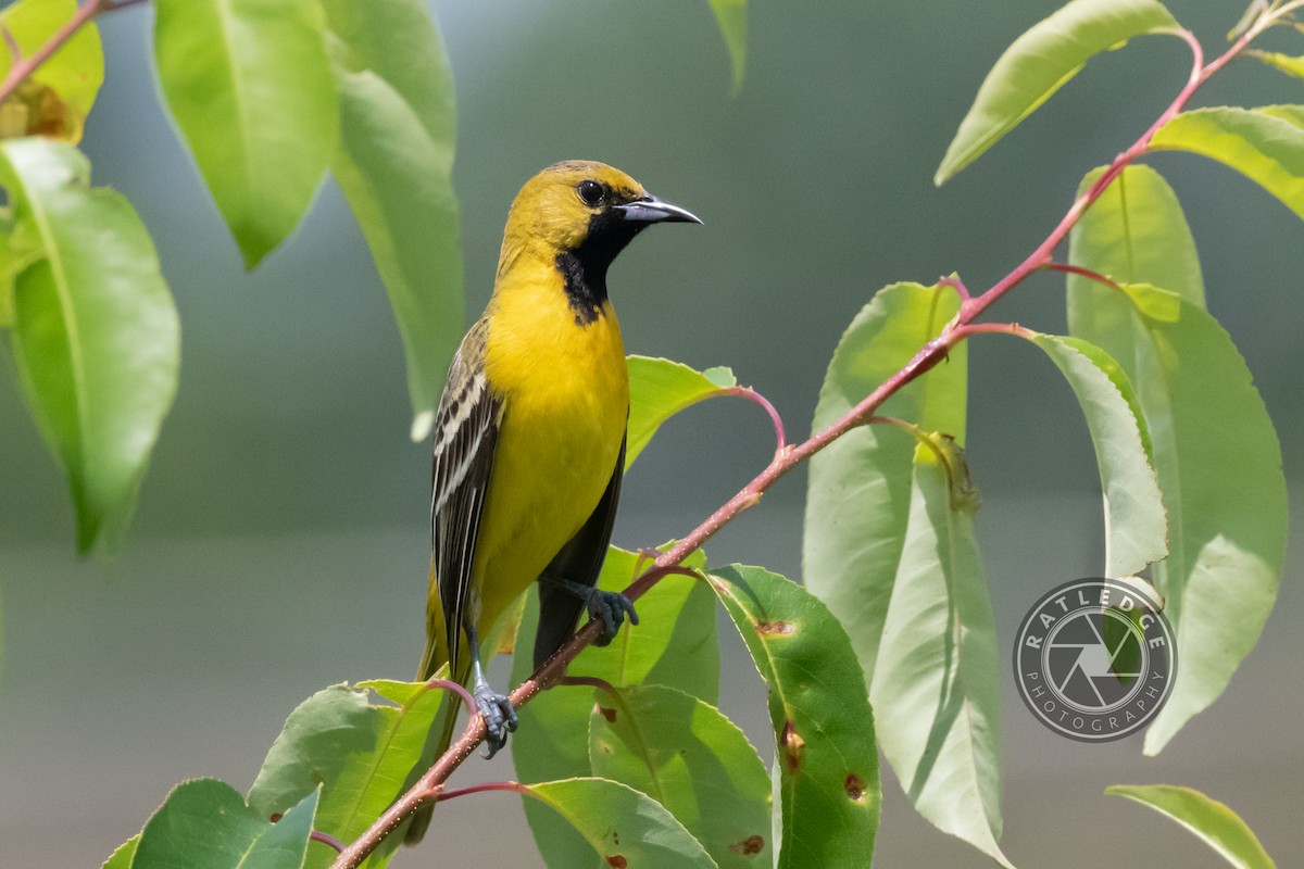 Orchard Oriole - ML240131711