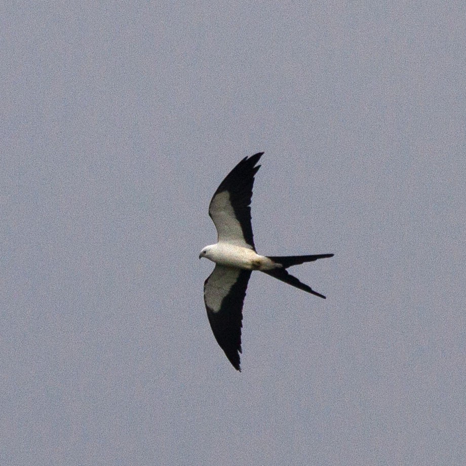 Swallow-tailed Kite - Scott Berglund