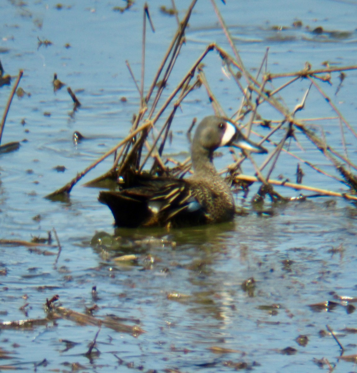 Blue-winged Teal - ML240133591
