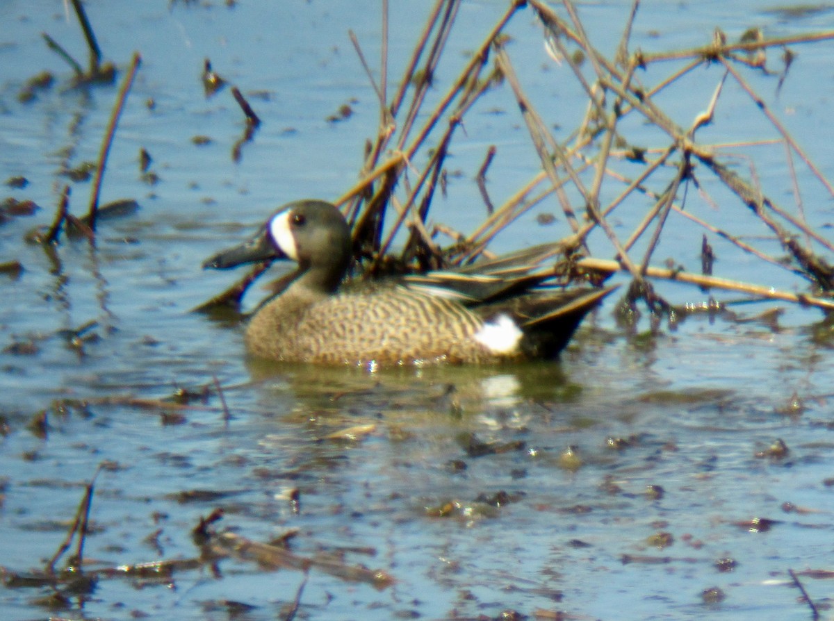 Blue-winged Teal - ML240133931