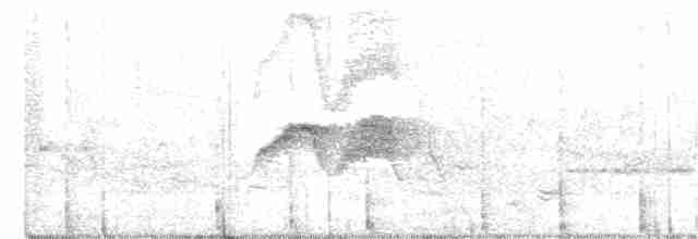 Ak Karınlı Fibi - ML240134611