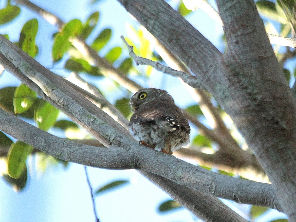 Least Pygmy-Owl - ML240134811