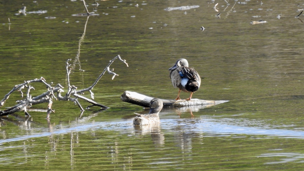 Blue-winged Teal - ML240135171