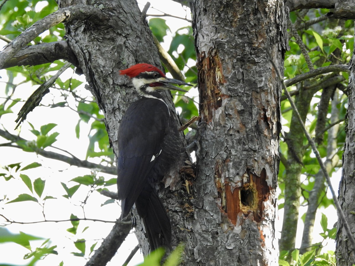 Pileated Woodpecker - ML240135331