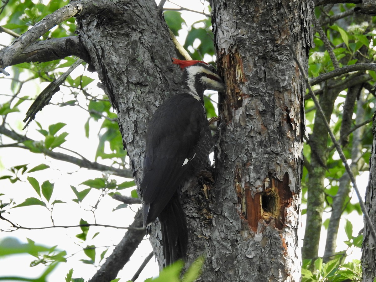 Pileated Woodpecker - ML240135351