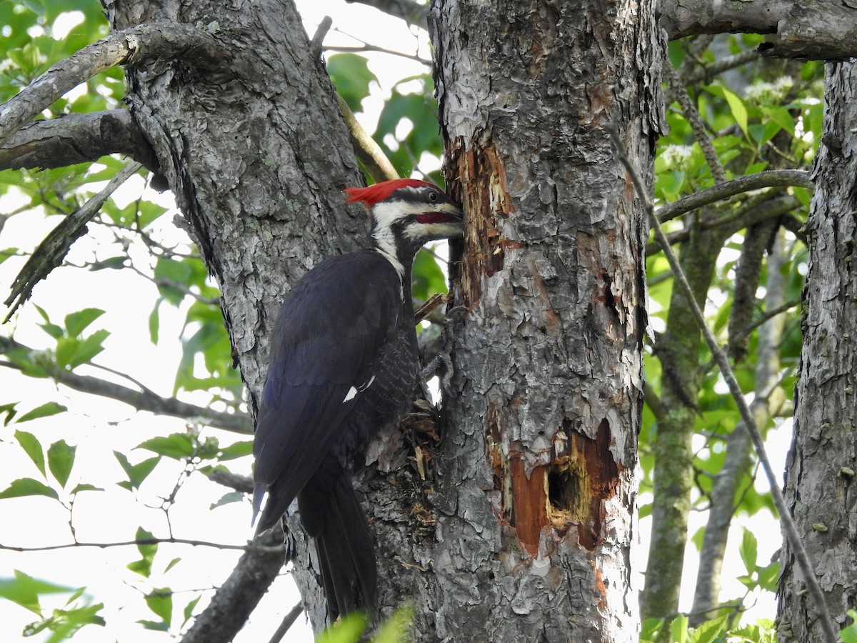 Pileated Woodpecker - James Hausman III