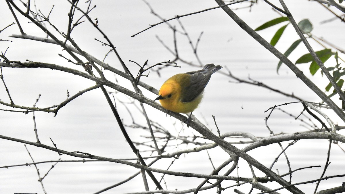 Prothonotary Warbler - ML240135471