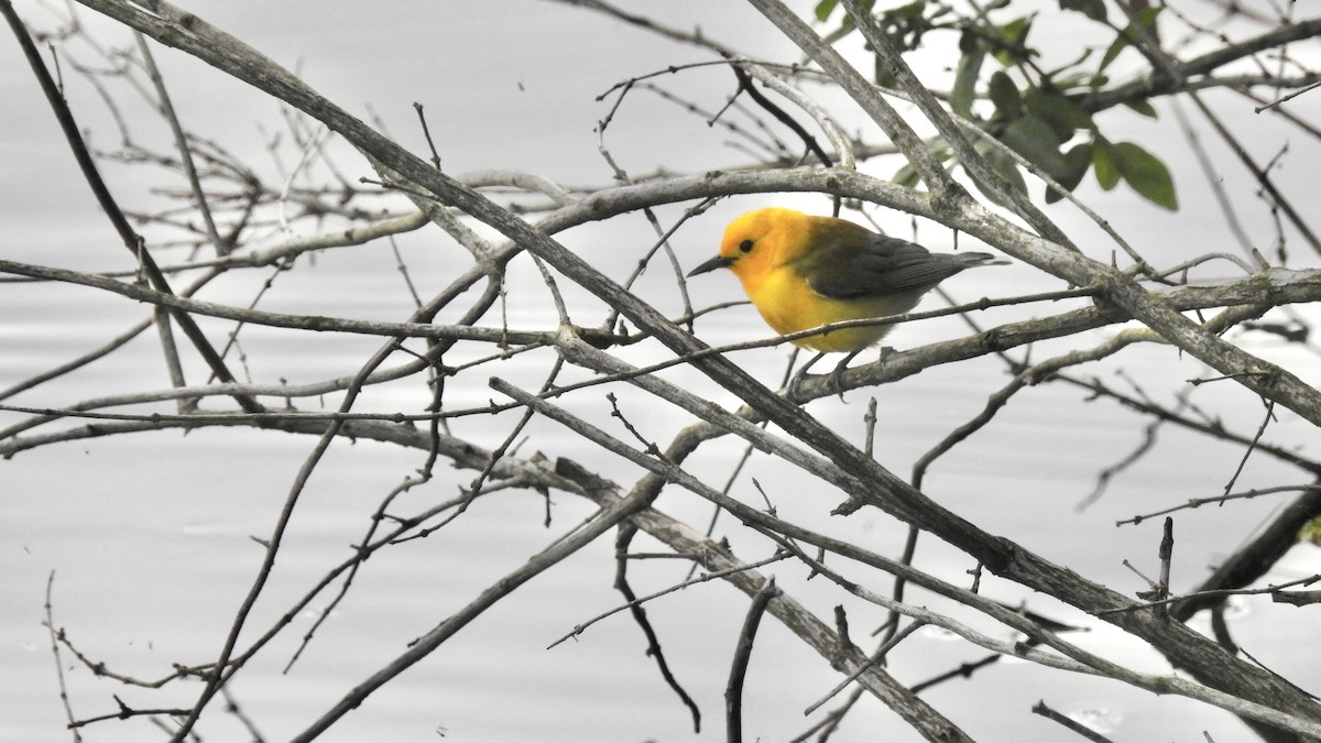 Prothonotary Warbler - ML240135481
