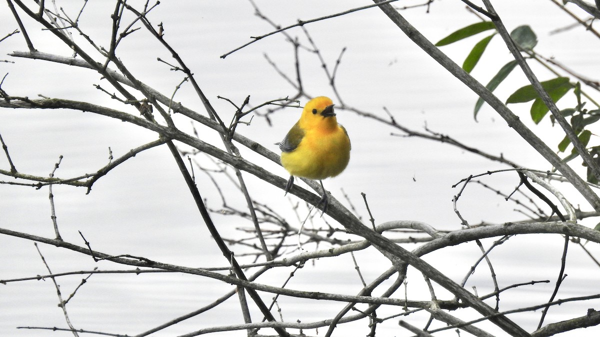 Prothonotary Warbler - ML240135491