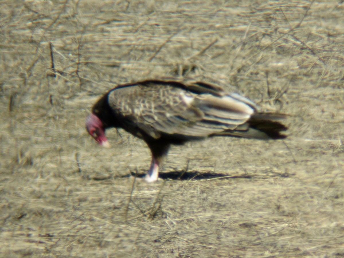 Turkey Vulture - ML240135631