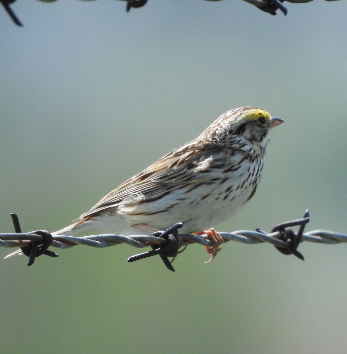 Savannah Sparrow - ML240138811