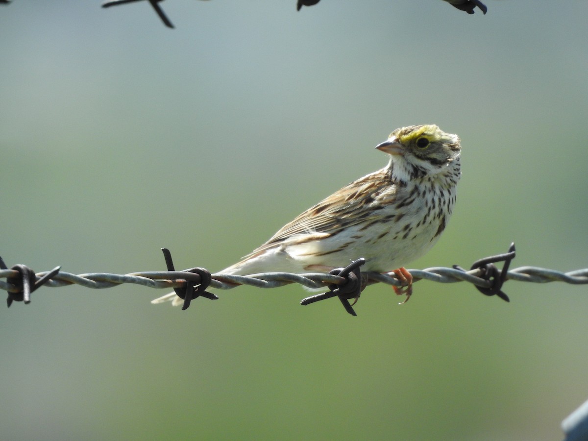 Savannah Sparrow - ML240138931