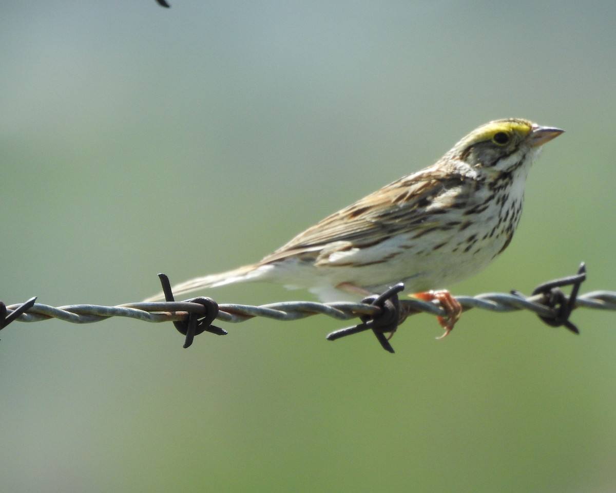 Savannah Sparrow - ML240138941