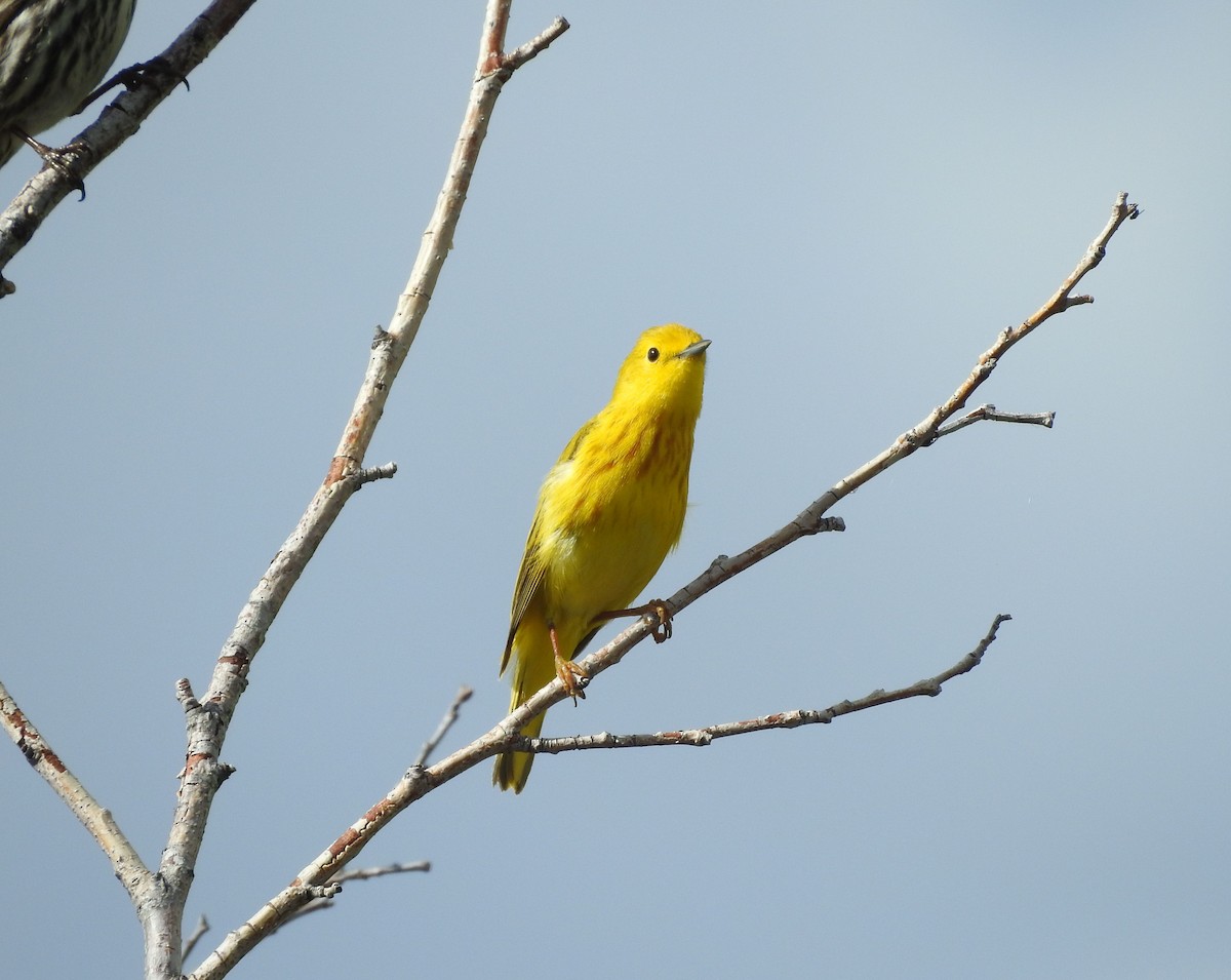 Yellow Warbler - ML240139281