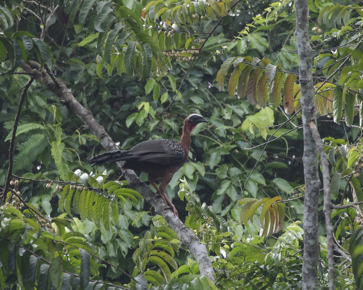 White-crested Guan - ML240140811