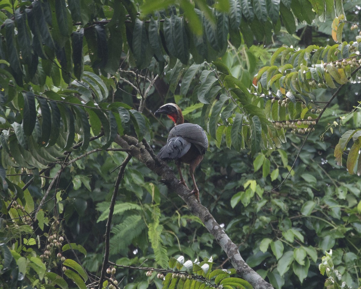White-crested Guan - ML240140921