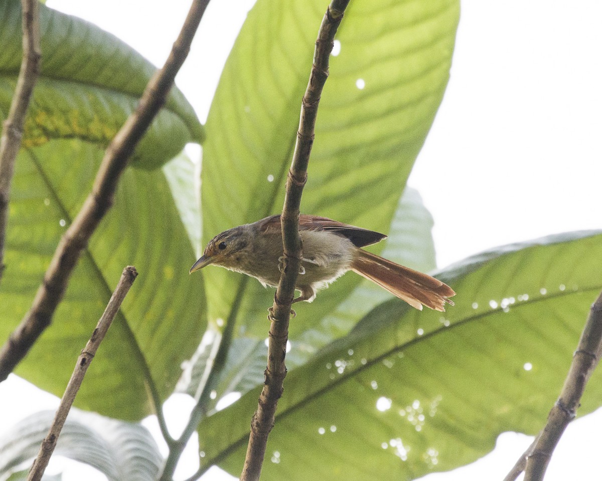 Chestnut-winged Foliage-gleaner - Silvia Faustino Linhares