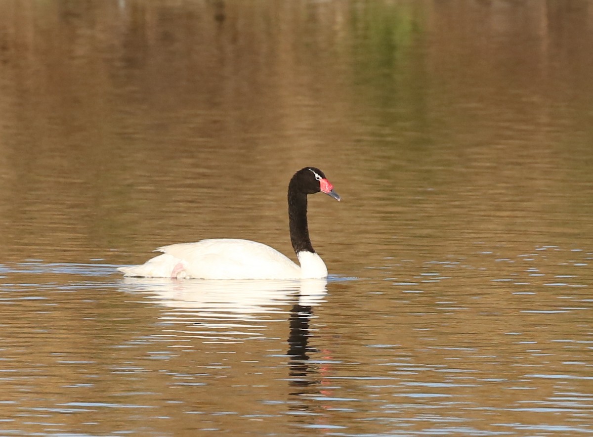 Black-necked Swan - ML240141801