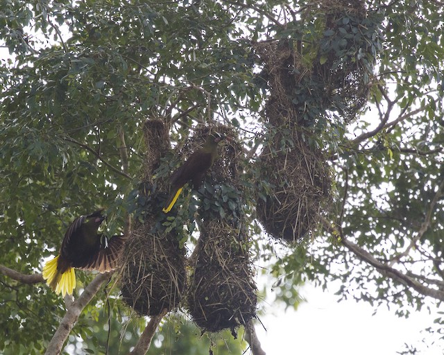 &nbsp;Birds at colony; November, Pará, Brazil. - Olive Oropendola - 