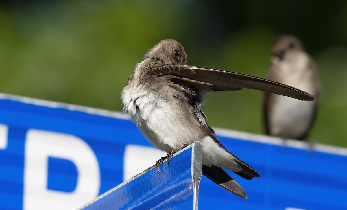 Northern Rough-winged Swallow - Marky Mutchler