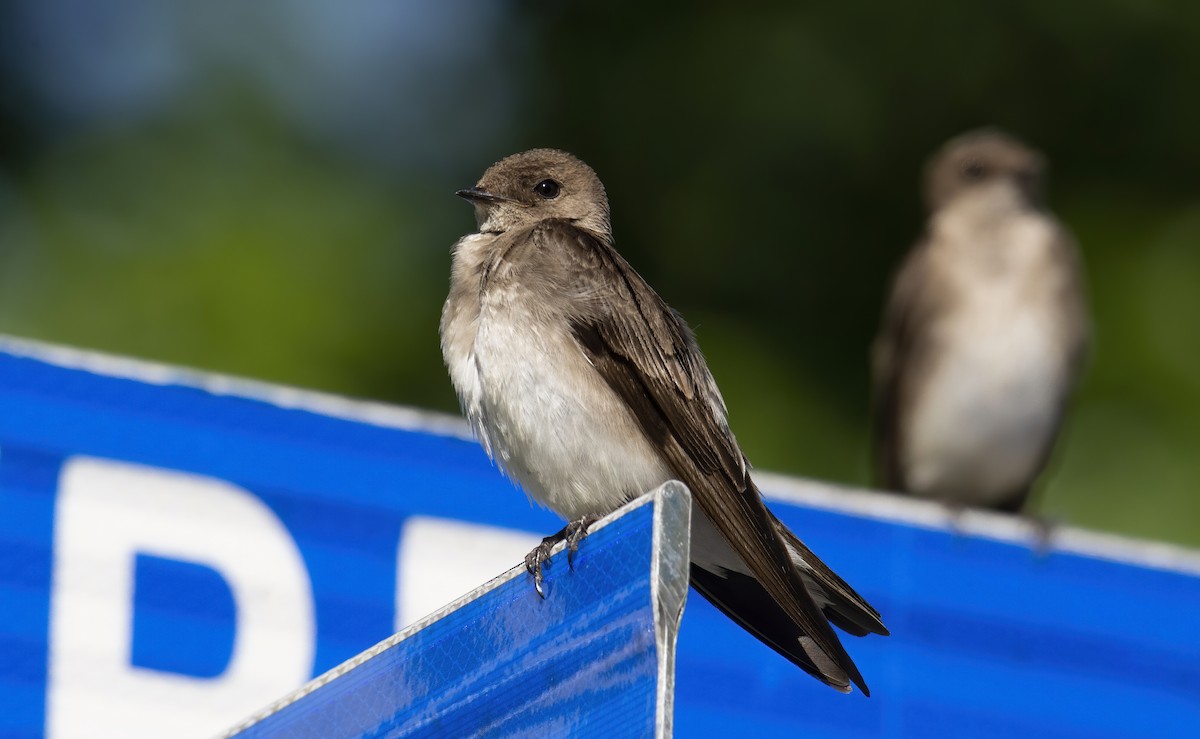 Northern Rough-winged Swallow - Marky Mutchler