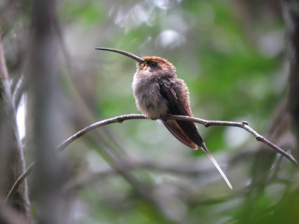 Чешуегорлый колибри-отшельник - ML240145171