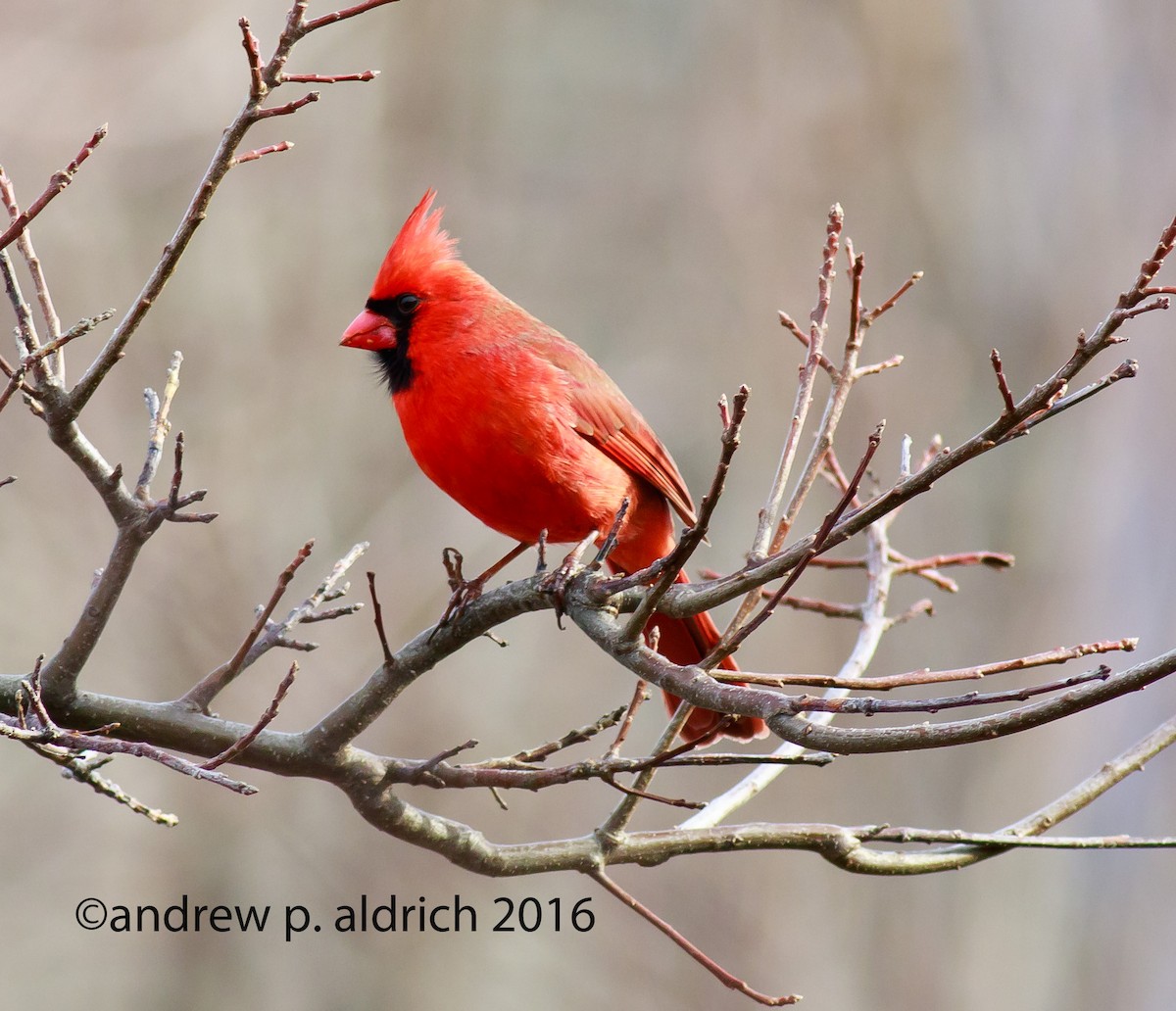 Northern Cardinal - andrew aldrich