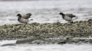 Brant, ML240150081
