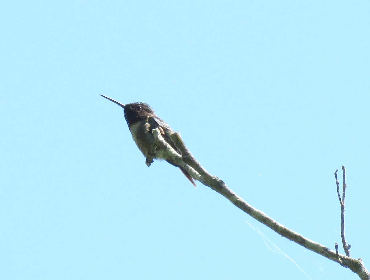 Ruby-throated Hummingbird - Janis Stone