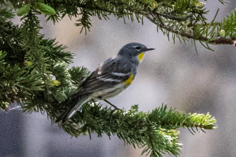 Yellow-rumped Warbler (Myrtle x Audubon's) - Richard Hix