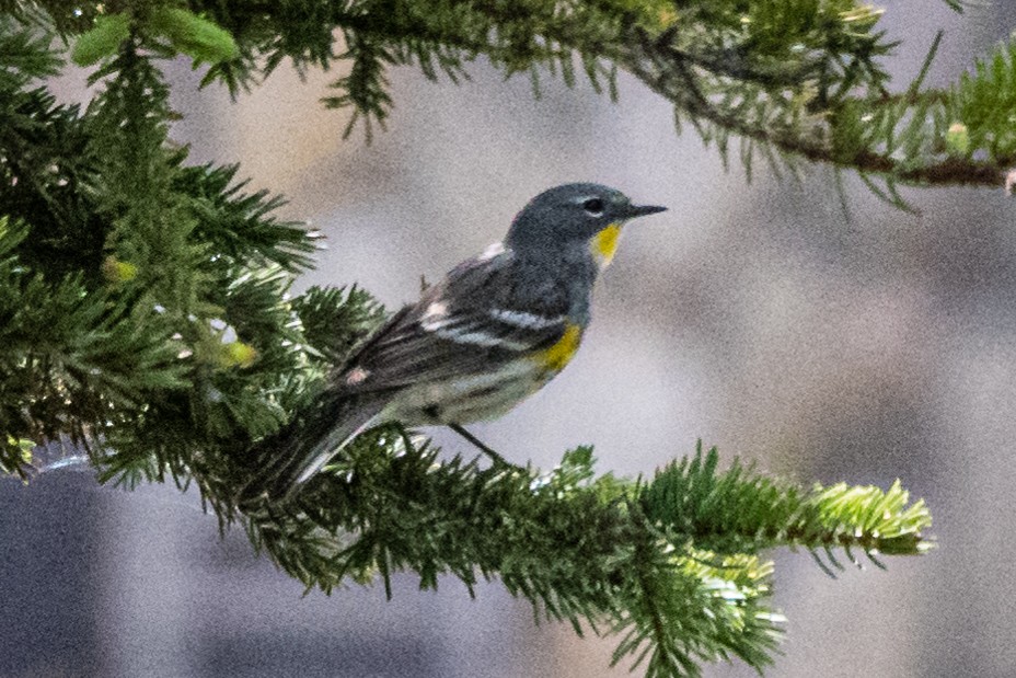 Yellow-rumped Warbler (Myrtle x Audubon's) - ML240154911