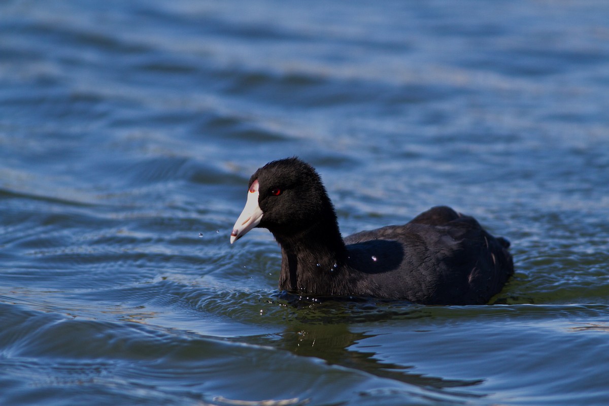 American Coot (Red-shielded) - ML24015581