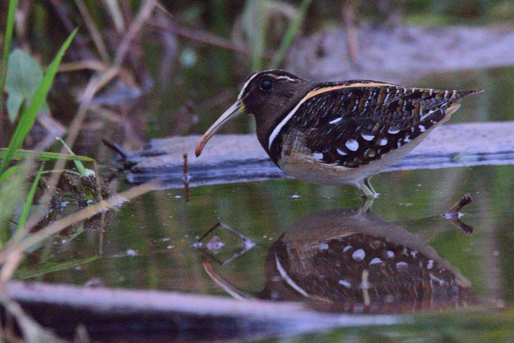 South American Painted-Snipe - ML240158301