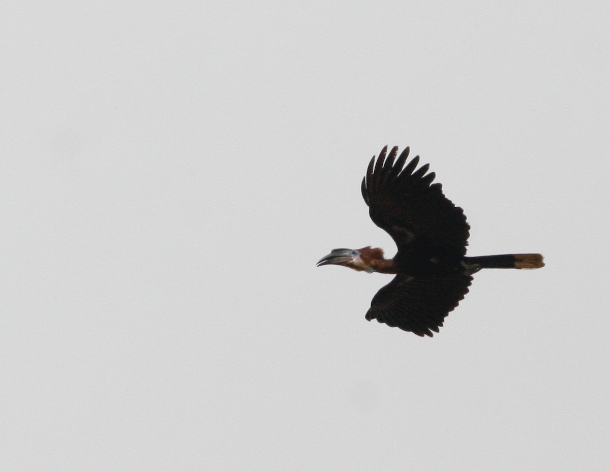 Black-casqued Hornbill - ML24016001