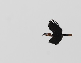  - Black-casqued Hornbill