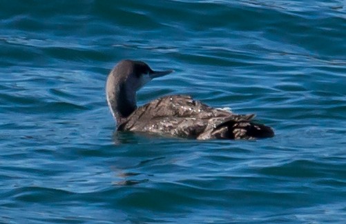 Red-throated Loon - ML24016321