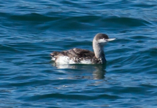 Red-throated Loon - ML24016331