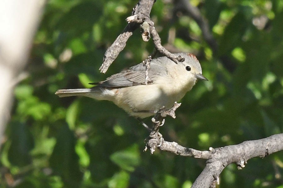 Lucy's Warbler - Troy Hibbitts