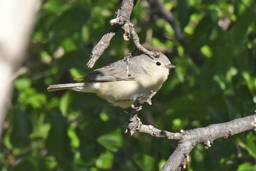 Lucy's Warbler - Troy Hibbitts