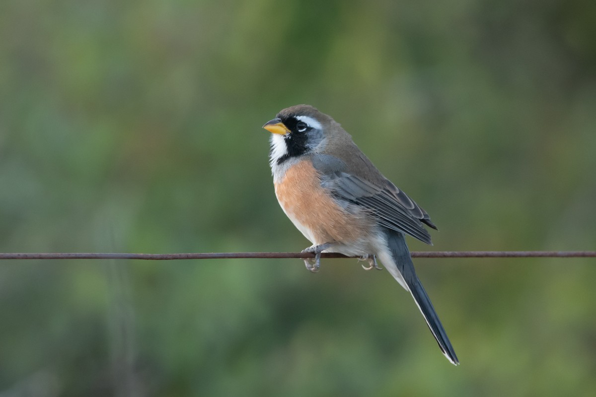 Many-colored Chaco Finch - ML240169991