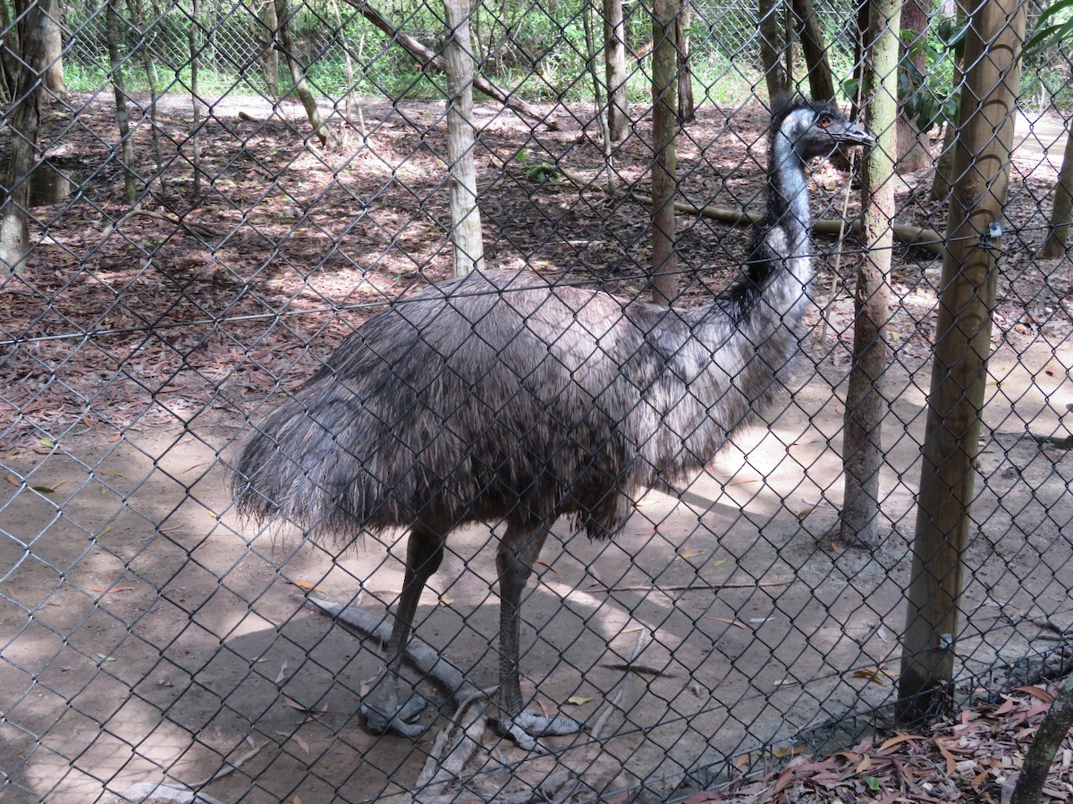 Emu - PHILIP JACKSON