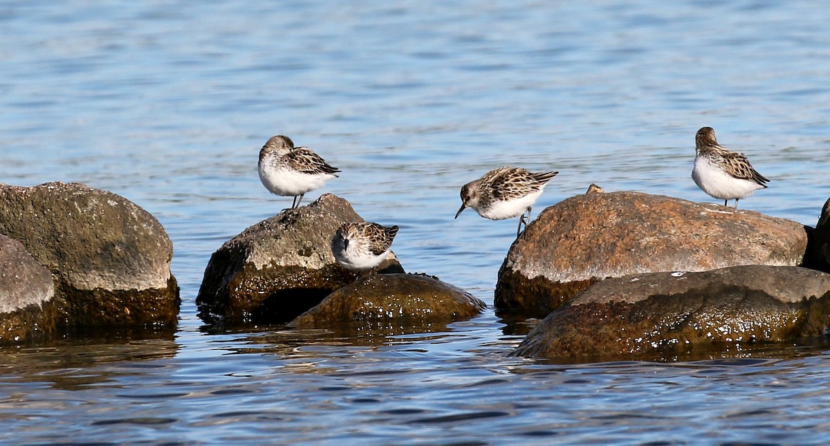 Semipalmated Sandpiper - Kyle Gage