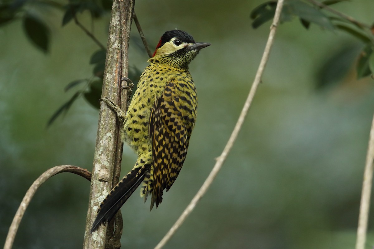 Green-barred Woodpecker - ML240171471